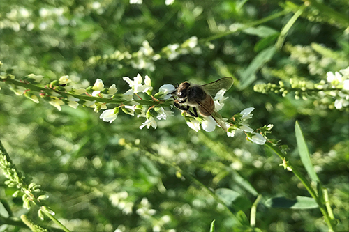 Clover